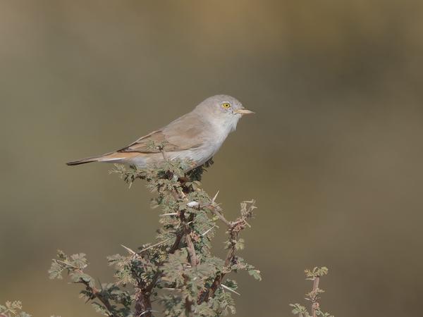 <h3>Sylvia althaea / Hume's whitethroat / Humes braamsluiper</h3>OM-1 Mark II with OLYMPUS M.150-400mm F4.5 TC, 1/2000 sec at F5.6, ISO 320, distance 23.3 m